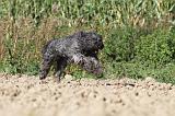 BOUVIER DES FLANDRES 077